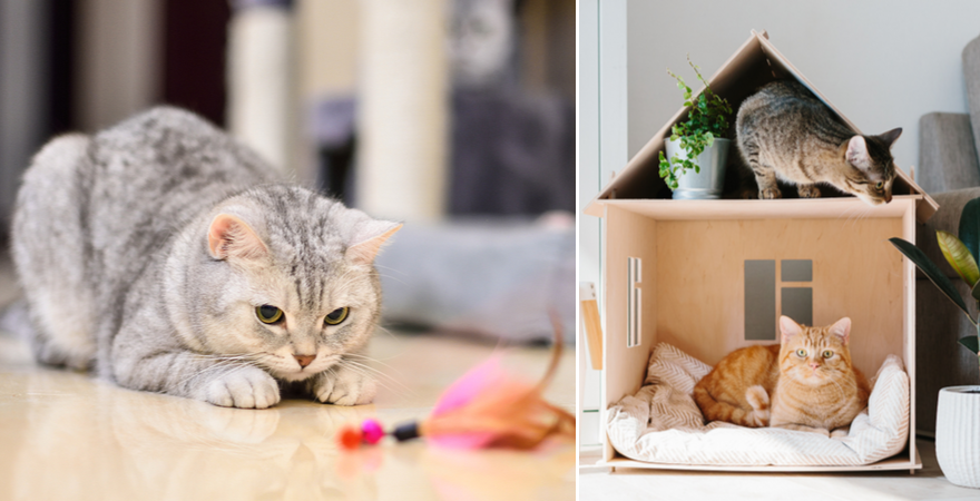 Inferieur wimper strategie Benodigdheden voor jouw kat! - Tuincentrum Kolbach