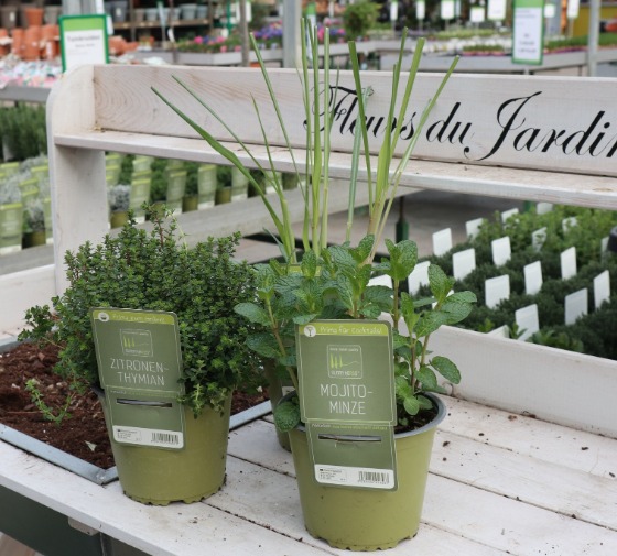 gordijn soort Elk jaar Kruidenplanten kopen | Tuincentrum Kolbach in Rijswijk - Tuincentrum Kolbach