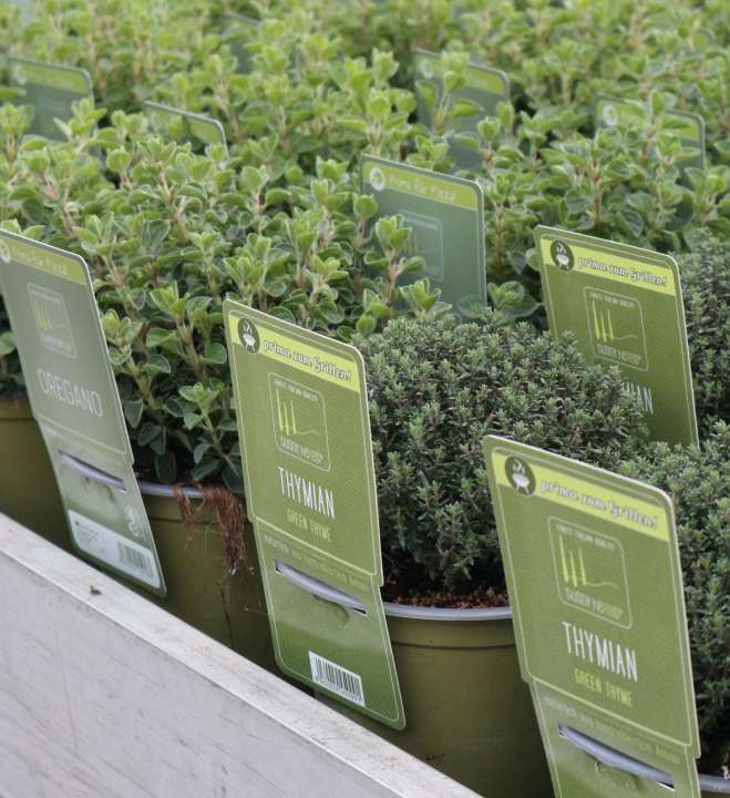 Eigendom vergiftigen nadering Kruidenplanten kopen | Tuincentrum Kolbach in Rijswijk - Tuincentrum Kolbach