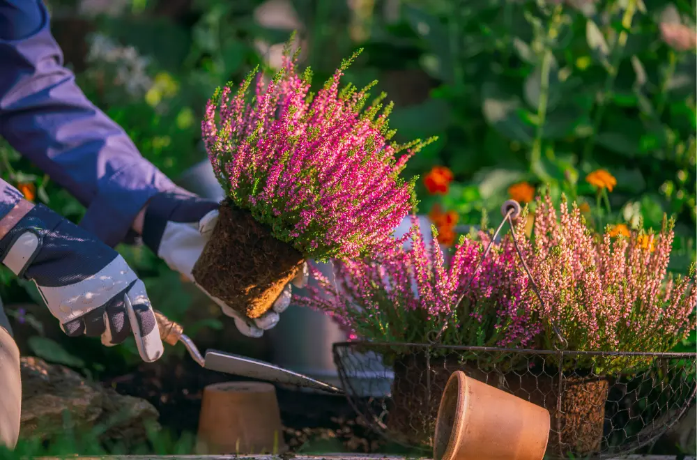 Geef de tuin wat kleur! Geef de tuin wat kleur!