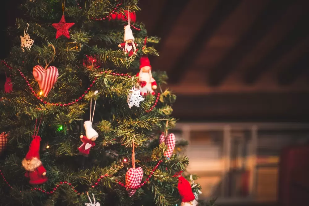 aansporing anders Typisch Kerstbomen kopen in Zuid-Holland