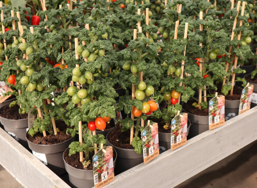 Donder Af en toe ga verder Groenteplanten kopen | Tuincentrum Kolbach in Rijswijk - Tuincentrum Kolbach