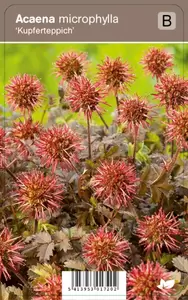 Acaena microphyl Kupferteppich