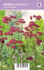 Achillea mill. Cerise Queen