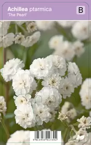 Achillea ptarmica The Pearl