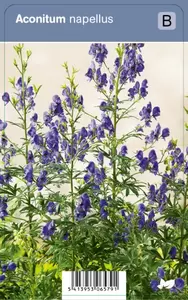 Aconitum napellus