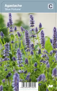 Agastache Blue Fortune P9