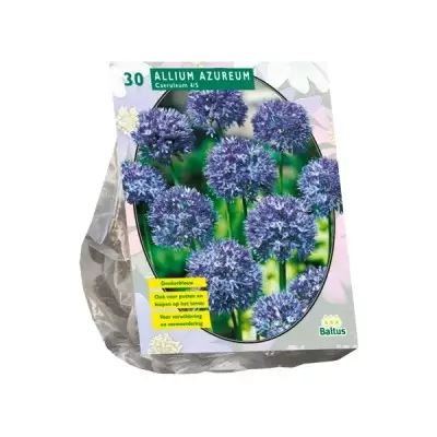 Allium Caeruleum Azureum per 30