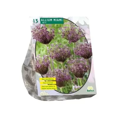 Allium Miami per 15