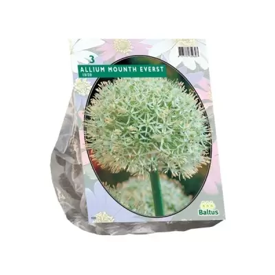 Allium Mount Everest per 3