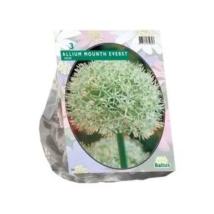 Allium Mount Everest per 3