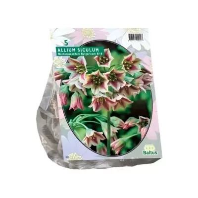 Allium Siculum Bulgaricum per 5