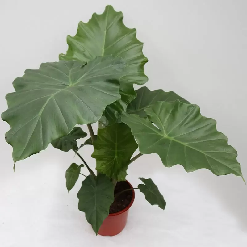 Alocasia Portodora Olifantsoor Tuincentrum Kolbach 