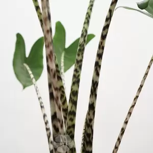 Alocasia Zebrina | Olifantsoor - afbeelding 2