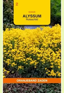 Alyssum, Rotsschild Oranjeband - afbeelding 1