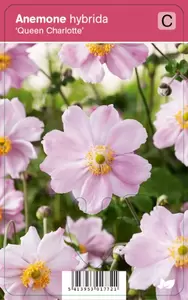 Anemone hybr. Queen Charlotte P9