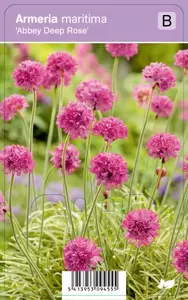 Armeria maritima Abbey Deep Rose