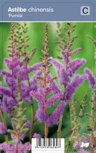 Astilbe chinensis Pumila