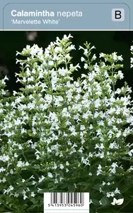 Calamintha nepeta Marvelette White