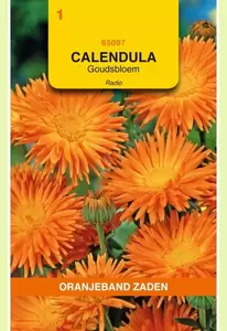 Calendula, Goudsbloem Radio Oranjeband - afbeelding 1