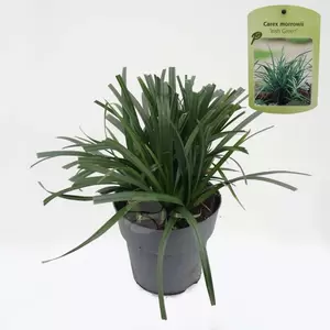 Carex morrowii Irish Green | Zegge