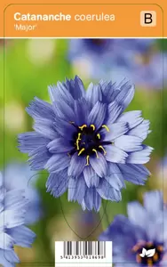 Catananche caerulea Major