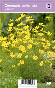 Coreopsis verticillata Zagreb