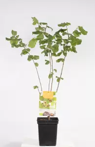 Corylus avellana Cosford