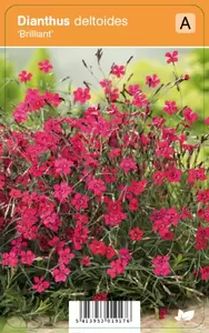 Dianthus deltoides Brilliant