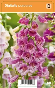 Digitalis purpurea P9