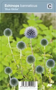 Echinops bannaticus Blue Globe