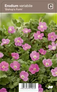 Erodium var. Bishops Form