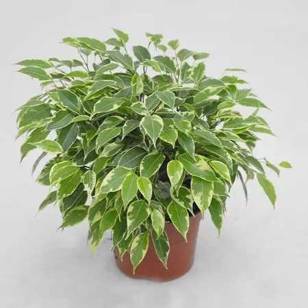 Ficus Benjamina Kinky | Rubberboom