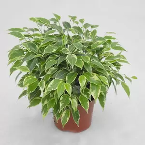 Ficus Benjamina Kinky | Rubberboom