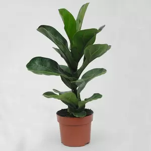 Ficus Lyrata Bambino | Rubberboom Pot12cm H35cm