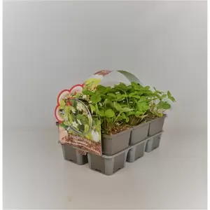 Fragaria vesca 'Alexandria' 6-pack