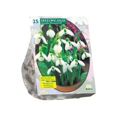 Galanthus Woronowii per 25