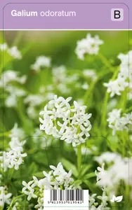 Galium odoratum