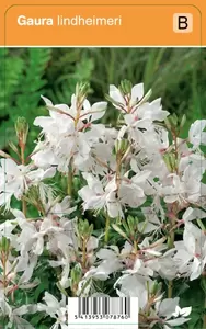 Gaura Lindheimeri