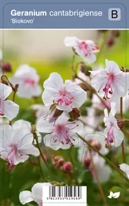 Geranium cantabrigiens Biokovo