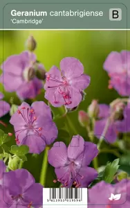 Geranium cantabrigiense Cambr.