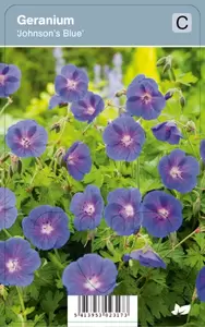 Geranium Johnsons Blue