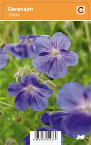 Geranium Orion