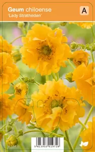Geum chiloense Lady Stratheden P9