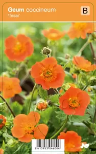 Geum coccineum Tosai