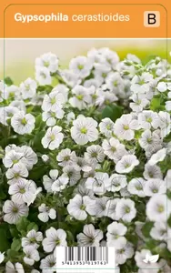 Gypsophila cerastioides