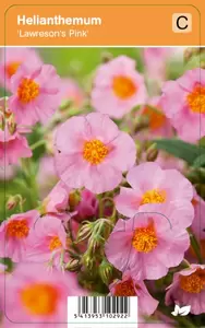 Helianthemum Lawresons Pink