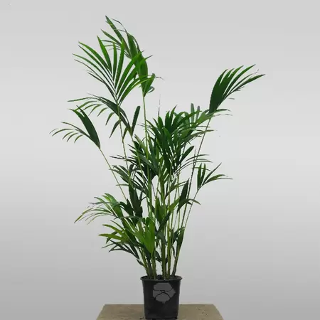 Howea Forsteriana | Kentia Palm Pot24cm H160cm