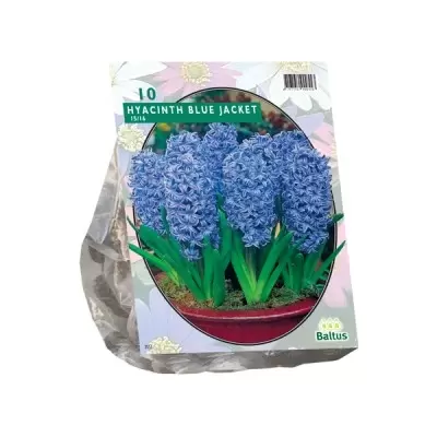 Hyacinth Blue Jacket per 10