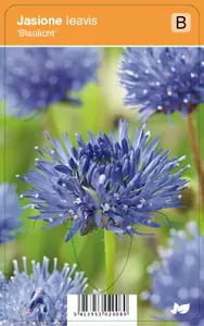 Jasione laevis Blaulicht